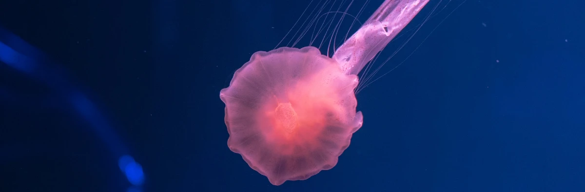 Picture of small jelly fish in ocean